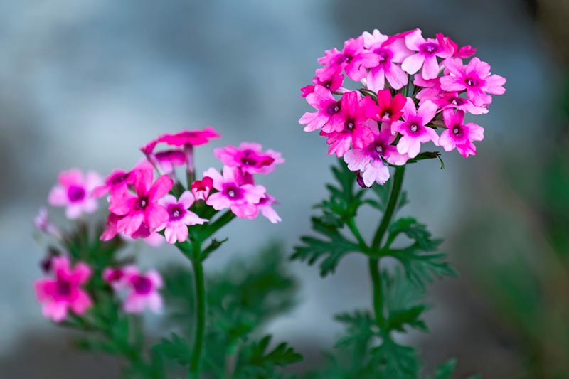 A close up horizontal image of pink verbena flowers pictured on a soft focus background.