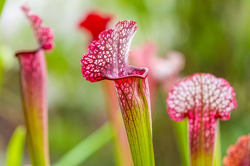 A close up horizontal image of Sarracenia leucophylla pitcher plants growing in the garden pictured on a soft focus background.