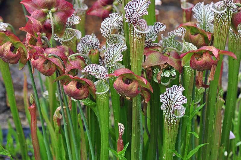 A close up horizontal image of flowering pitcher plants growing in a wetland environment.
