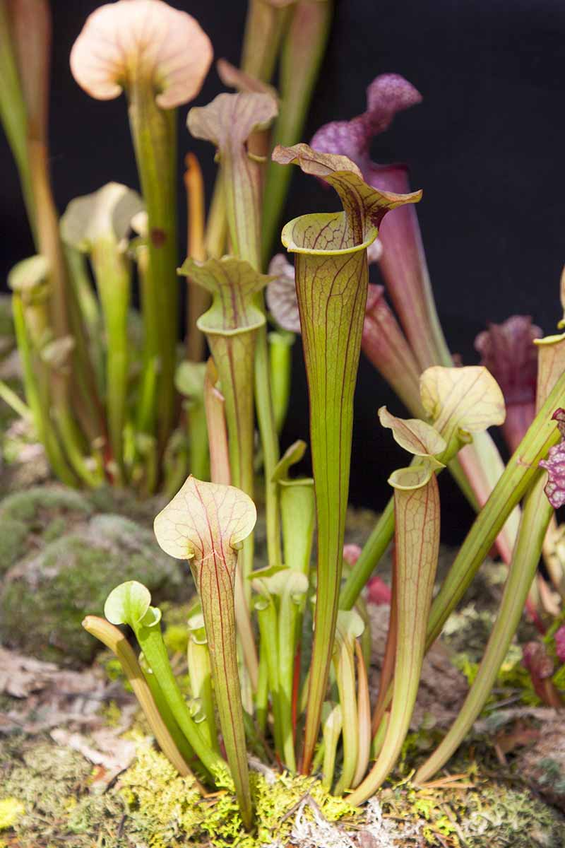 A close up vertical image of Sarracenia pitcher plants growing in the garden pictured on a soft focus background.