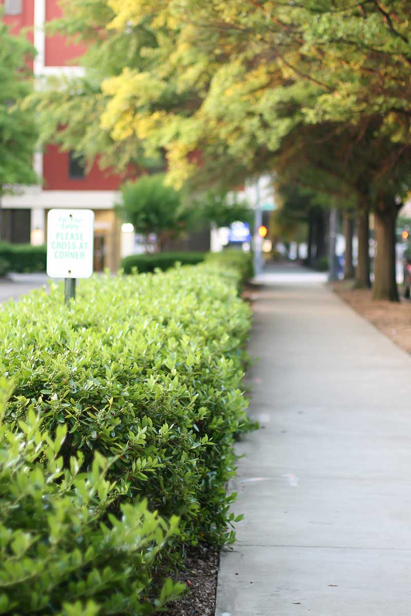 A close up vertical image of a sidewalk with trees planted on one side and a hedge on the other.