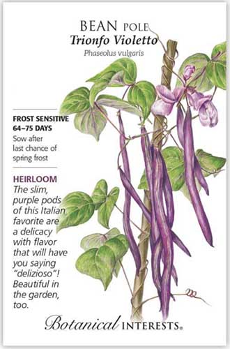 A close up vertical image of a packet of 'Trionfo Violetta' pole bean seeds with text to the left of the frame and a hand-drawn illustration on the right.