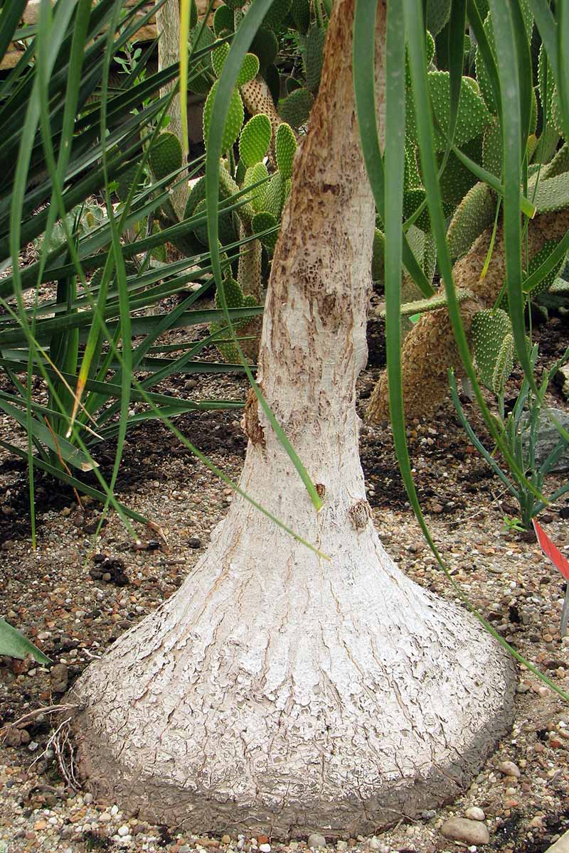 A close up vertical image of the caudex and trunk of a Beaucarnea recurvata plant growing outdoors with cacti in the background.