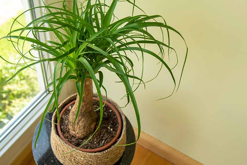 A close up horizontal image of a small Beaucarnea recurvata (ponytail palm) growing in a pot set by a window in a home.