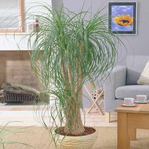 A close up square image of a potted ponytail palm growing indoors as a houseplant.