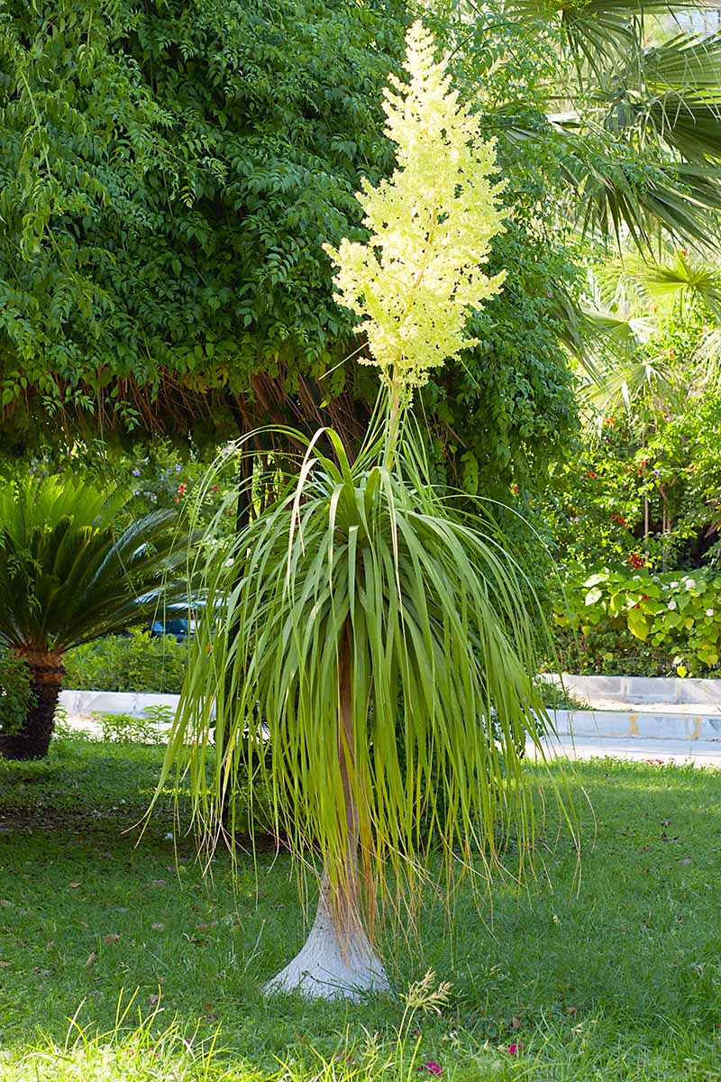 A close up vertical image of a Beaucarnea recurvata (ponytail palm) growing outdoors with a large flower stalk and yellow inflorescence.