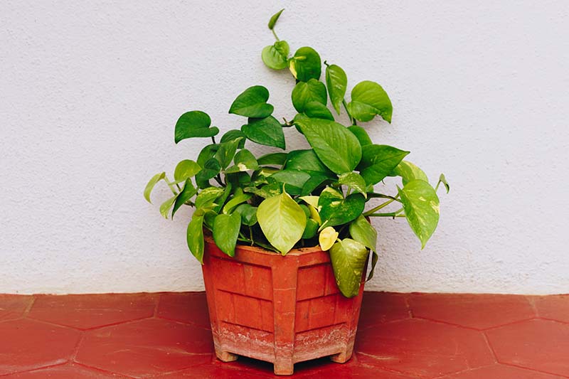 A close up horizontal image of a pothos plant in a red container set on a terra cotta tiled surface.