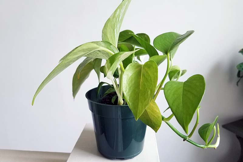 A close up horizontal image of a pothos houseplant showing discolored leaves.