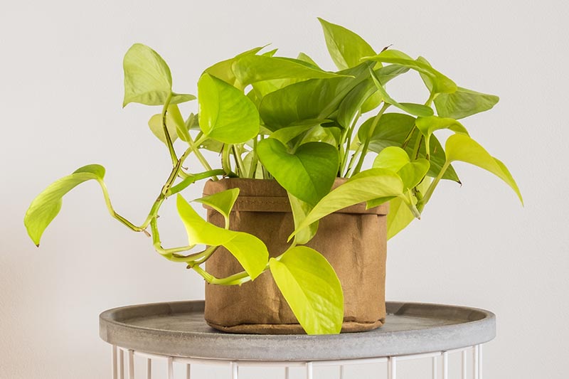 A close up horizontal image of a pothos plant with slightly yellowing leave on a white background.