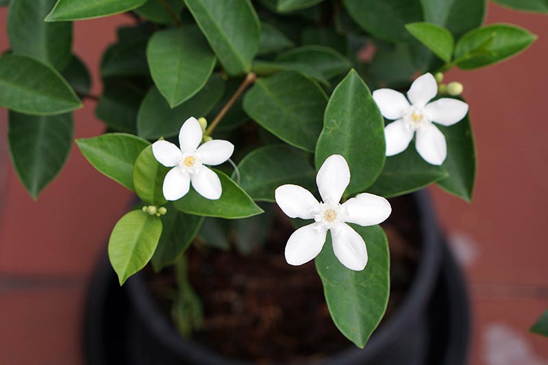 A close up horizontal image of a potted gardenia growing indoors pictured on a soft focus background.