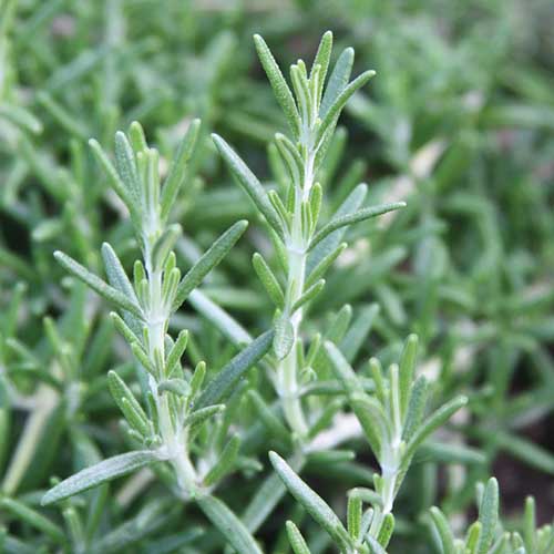 A close up square image of 'Prostratus' rosemary growing in the garden pictured on a soft focus background.