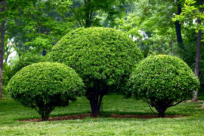 A close up horizontal image of three Ilex opaca trees pruned into a formal shape.