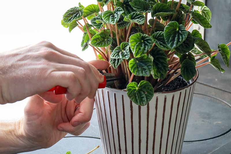A close up horizontal image of two hands from the left of the frame using a pair of snippers to prune a peperomia plant growing in a ceramic pot.