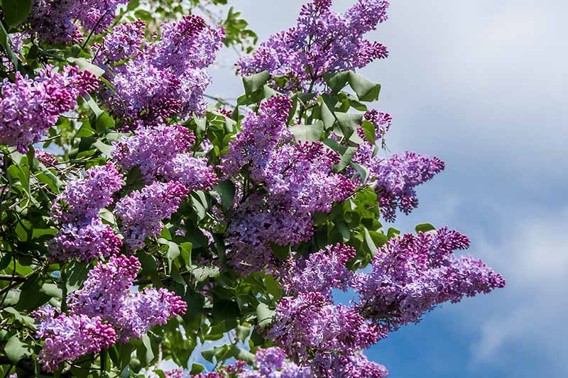 A close up horizontal image of purple Syringa vulgaris flowers on a blue sky background.