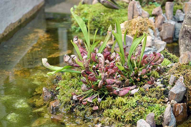 A close up horizontal image of a purple pitcher plant growing next to a pond on a mossy rock.