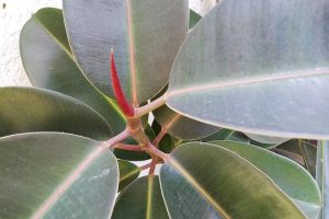 Why Is There a Red Sheath on My Ficus Elastica? Do Rubber Trees Flower?