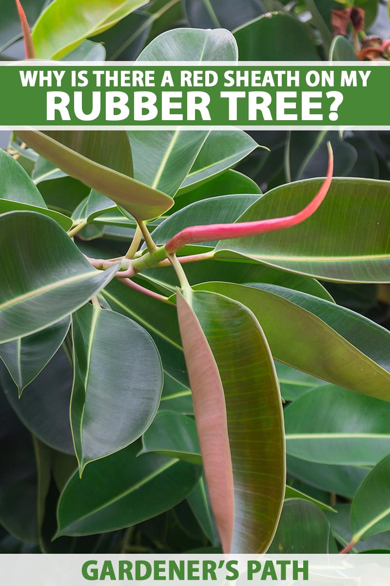 A close up vertical image of a rubber tree (Ficus elastica) with a red sheath growing from the top of the plant. To the top and bottom of the frame is green and white printed text.