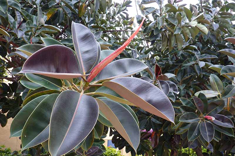 A close up horizontal image of a red sheath growing on a Ficus elastica plant in the garden.