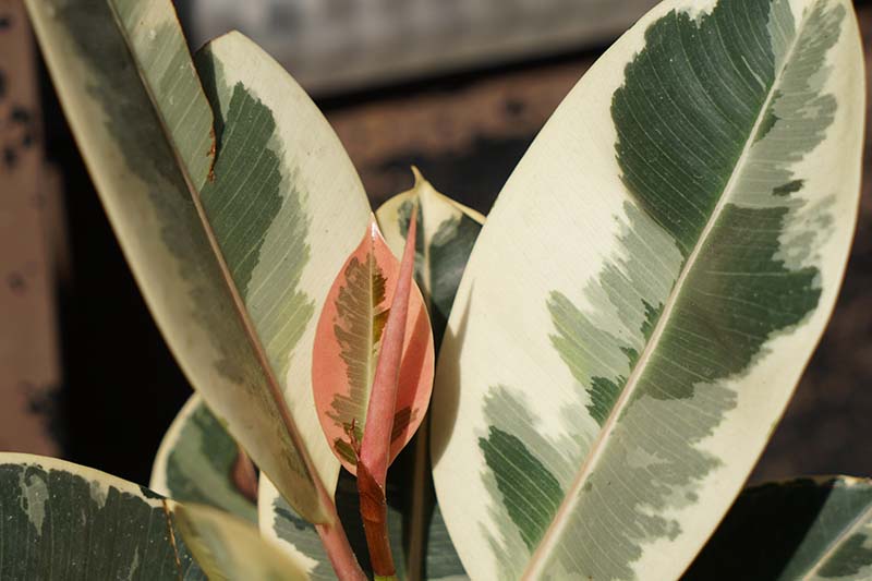 A close up horizontal image of Ficus elastica 'Tineke' with variegated leaves and a pink sheath indicative of new growth.