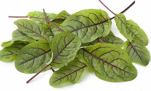 A close up horizontal image of red-veined sorrel leaves isolated on a white background.