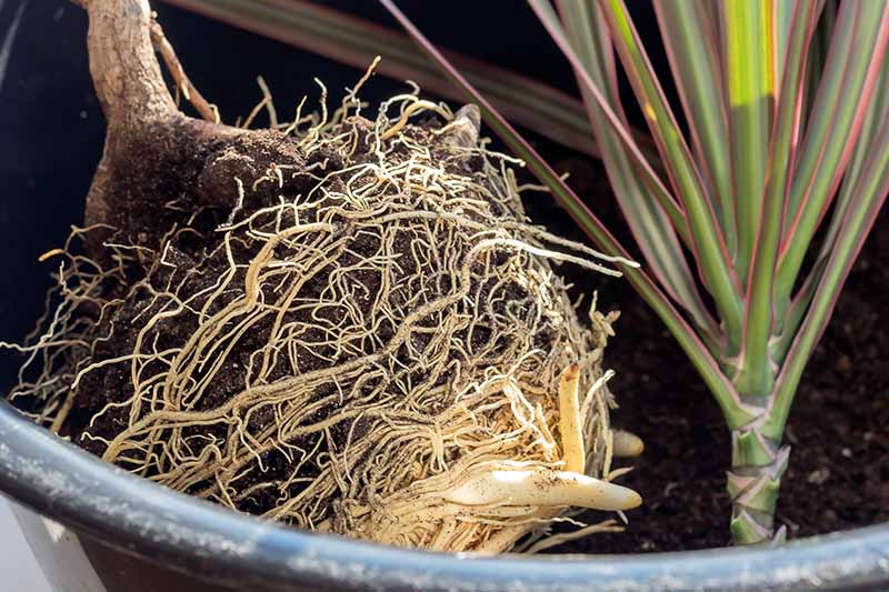 A close up horizontal image of a large rootball of a houseplant removed from its pot.