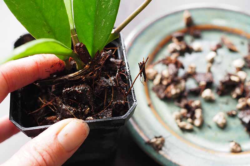 HOT WHAT ARE THE STEPS TO REPOT YOUR HOUSEPLANTS? NUDE
