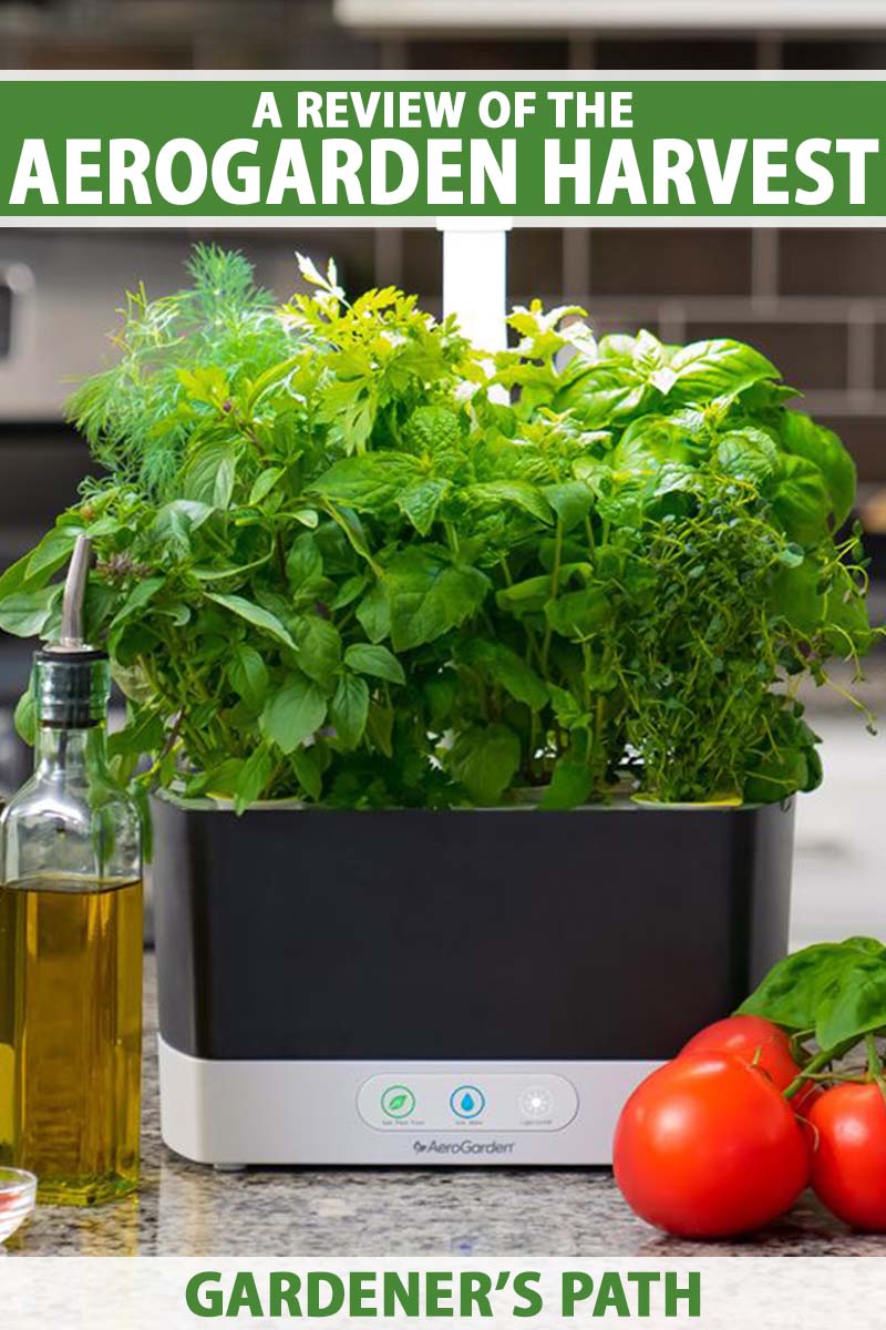 A close up vertical image of the AeroGarden Harvest Hydroponic Growing System set on a kitchen counter. To the top and bottom of the frame is green and white printed text.