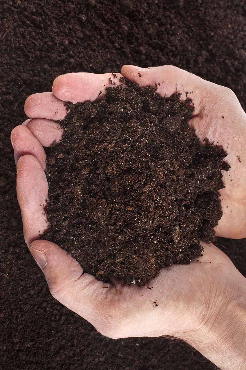 A close up vertical image of two hands holding rich, loamy soil.