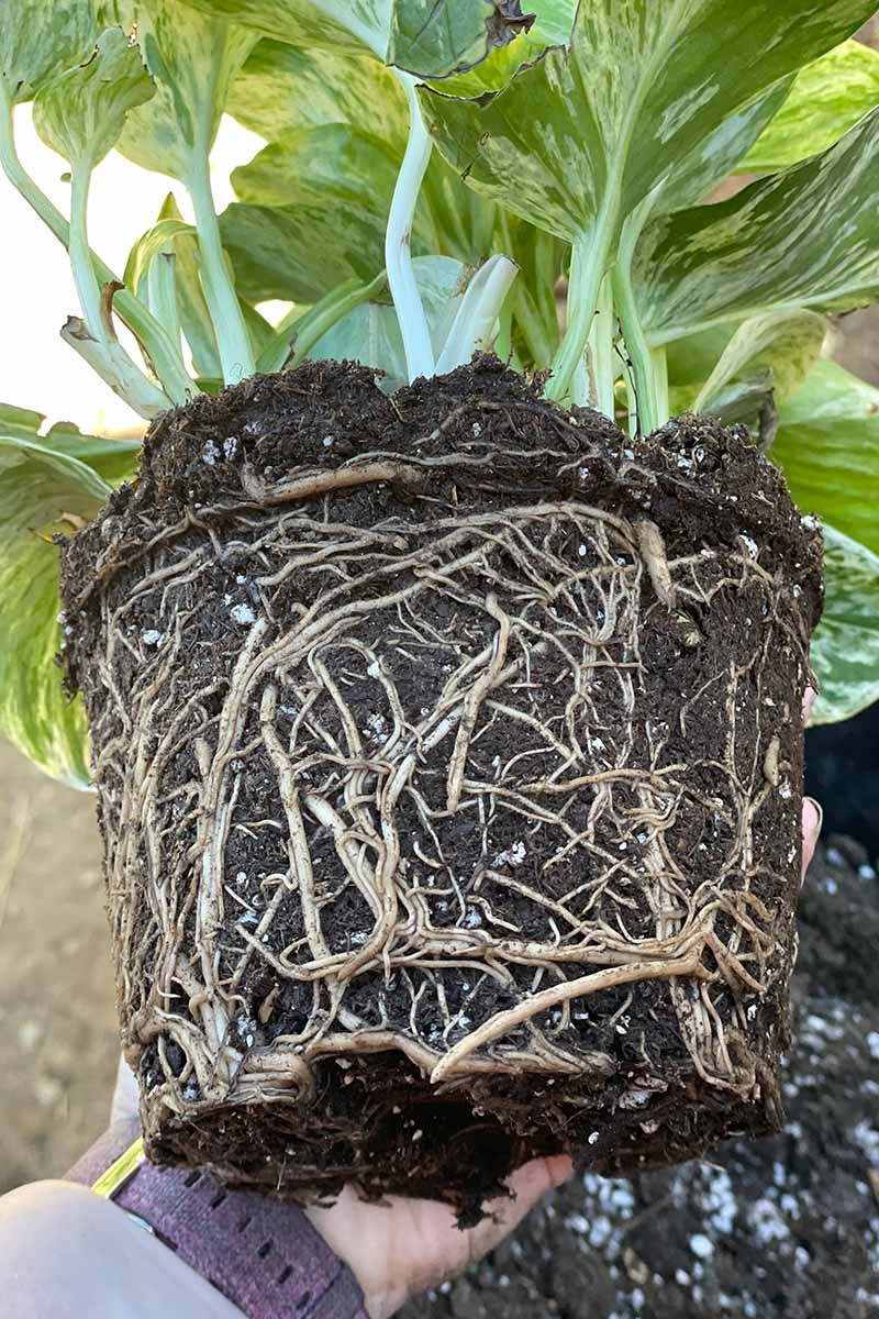 A close up vertical image of a houseplant that has been lifted out of its pot for repotting.