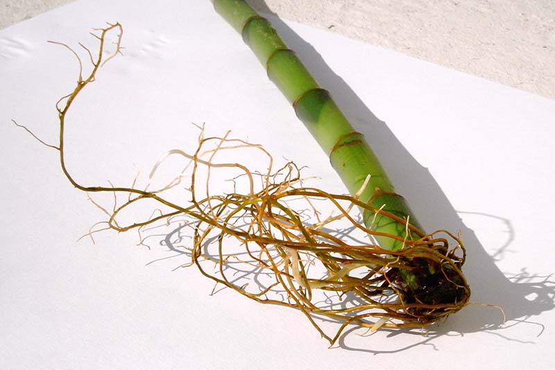 A close up horizontal image of a bamboo cutting that has taken root, set on a white surface.