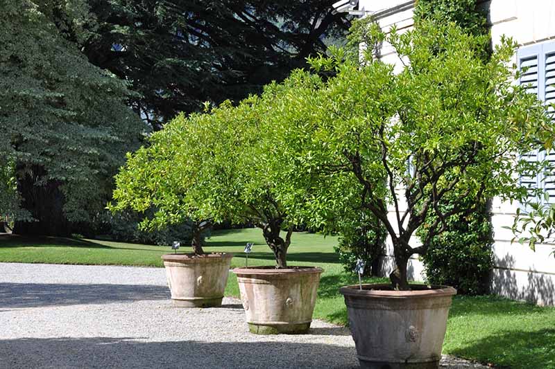 A horizontal image of three large lilac shrubs growing in terra cotta pots outside a residence pictured in bright sunshine.