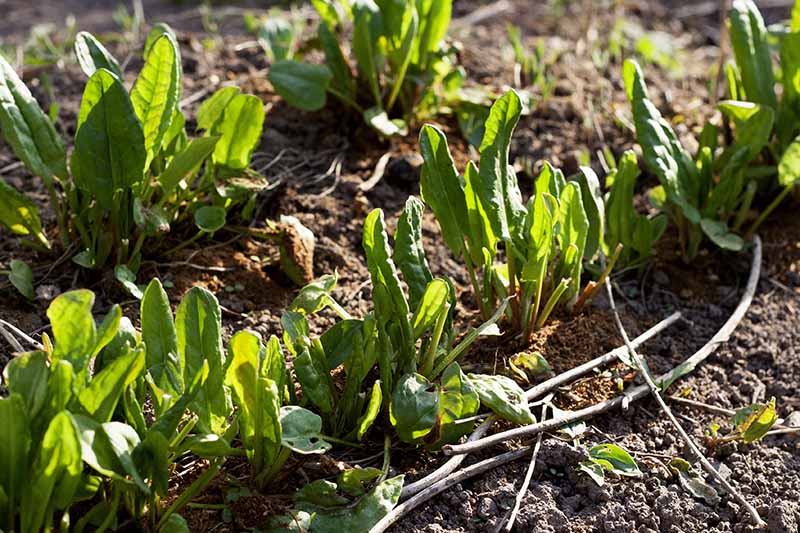 A close up horizontal image of rows of sorrel seedlings growing in the garden.