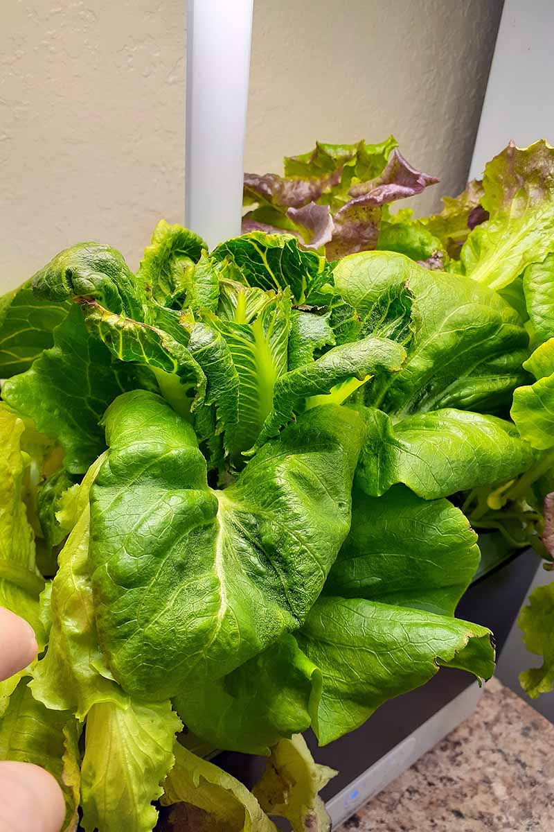 A close up vertical image of salad greens growing in a hydroponic tabletop garden,