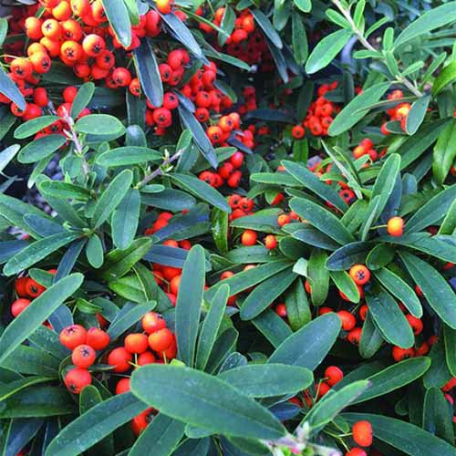 A close up square image of the green foliage and bright orange berries of Pyracantha 'Kasan' growing in the garden.