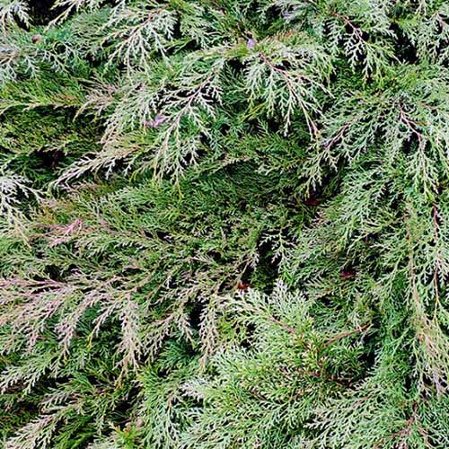 A close up square image of 'Koster's' false cypress growing in the garden.
