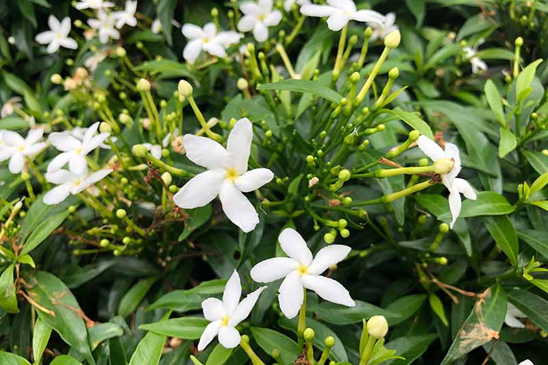 A close up horizontal image of a Gardenia jasminoides shrub growing in the garden with buds and flowers.