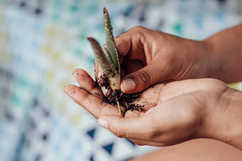 A close up horizontal image of two hands from the right of the frame holding a small aloe vera pup with roots ready for planting.