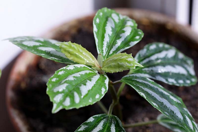 A close up horizontal image of a small potted aluminum plant pictured on a soft focus background.