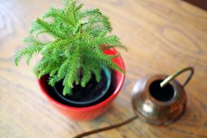 Tips for Watering Norfolk Island Pine Trees