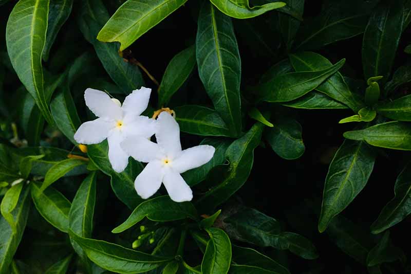 A close up horizontal image of two small white gardenia flowers with foliage in soft focus in the background.