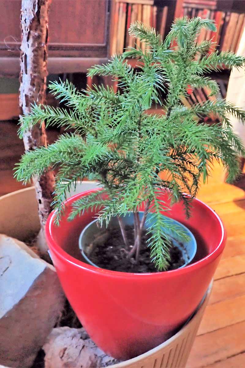 A close up vertical image of two Norfolk Island pine trees growing in pots set on a wooden surface.