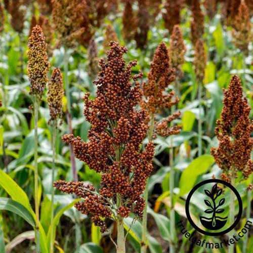 A close up square image of of sorghum growing in the garden. To the bottom right of the frame is a black circular logo with text.