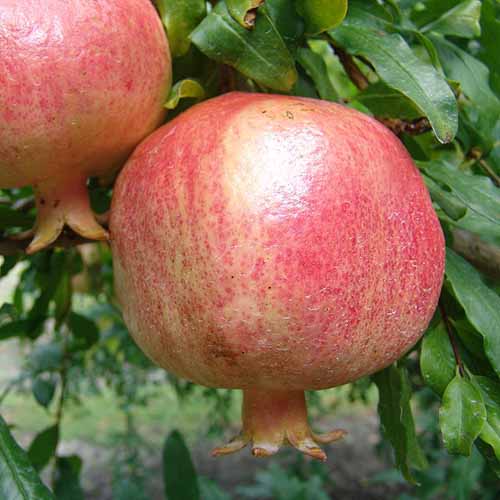 Rare pomegranates »Punica Granatum´´Turkish Golden Sour´´5 fresh seeds-to zone 7