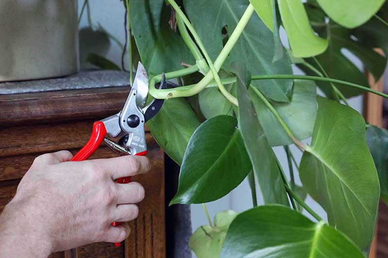 A close up horizontal image of a hand from the left of the frame using pruners to take a cutting from a Swiss cheese plant.