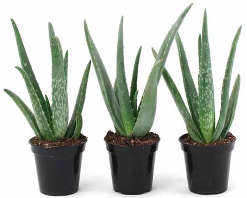 A close up horizontal image of three small aloe vera plants in pots isolated on a white background.