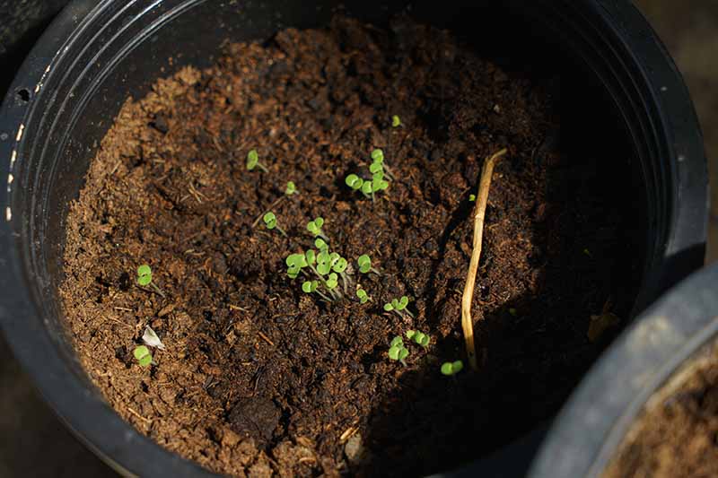 A close up horizontal image of tiny seedlings growing in a black plastic container.