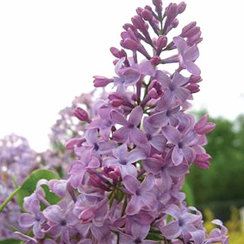 A close up square image of the flowers of Syringa 'Tiny Dancer' growing in the garden.