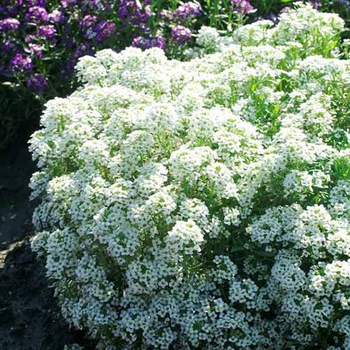 A close up square image of the white flowers of 'Tiny Tim' sweet alyssum growing in the garden pictured in bright sunshine.