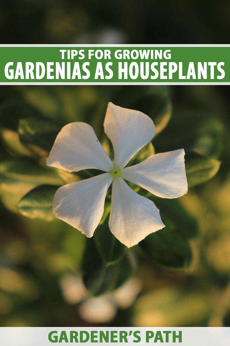 Gardenia kambarinis augalas žydi atvykus