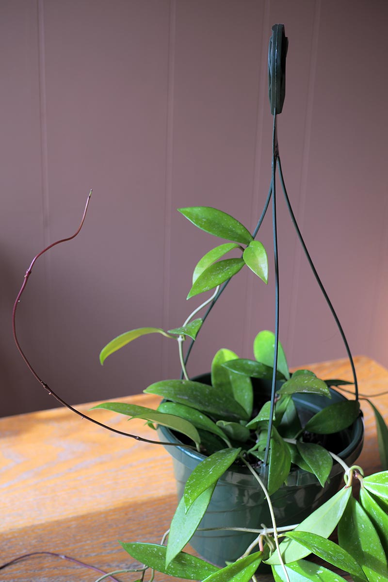 A close up vertical image of a potted hoya plant with vines trained to climb up supports, set on a wooden surface.